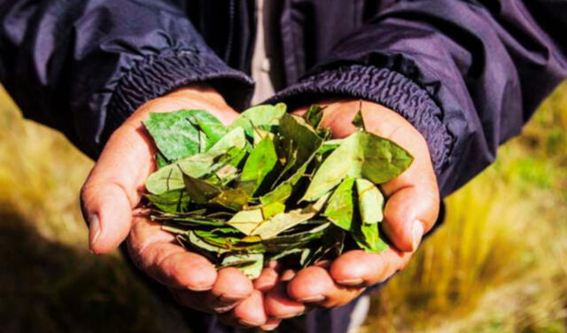  Se encontró evidencia arqueológica de hojas de coca masticadas y rocas ricas en calcio. Foto: Google.    