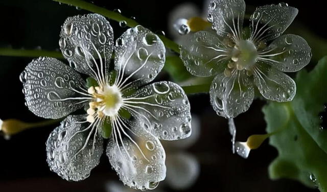 La Diphylleia grayi o 'flor de cristal' florece en las montañas Apalaches, en Estados Unidos, único país de América en donde crece. Foto: X/@Bio_comunidad.   