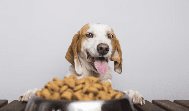  Desde los primeros meses de vida, es crucial establecer una buena rutina alimentaria, sobre todo cuántas veces debe comer un perro al día y cómo calcular la porción adecuada. Foto: FreePik   