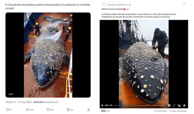 <em>Publicaciones virales sobre la ballena gigante. Foto: captura de X / Facebook</em>   