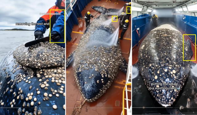 <em>En amarillo, los aspectos erróneos que contiene el video viral. Foto: captura de X</em>   