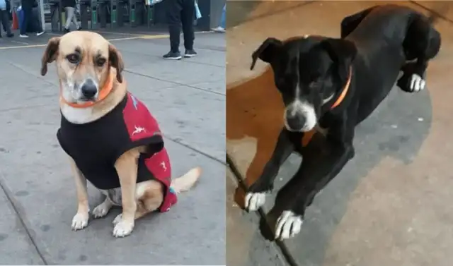 Foto de Luna y Panda. Foto de Luna y Panda.