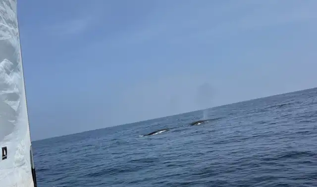 Ballenas en Lima