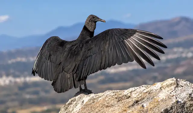 Especie protegida por Serfor. Especie protegida por Serfor.