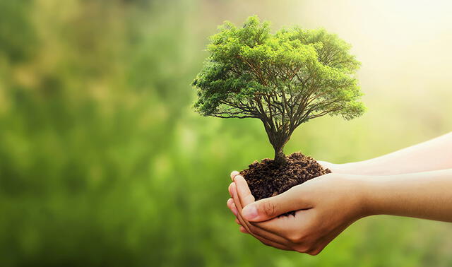 La posibilidad de plantar un árbol a distancia en Treedom es una opción de regalo económico y original.