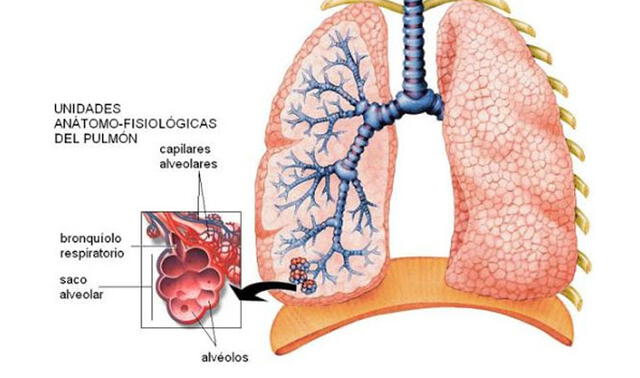 Ubicación de los alvéolos. Imagen: genomasur.