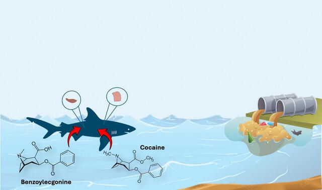  La imagen muestra cómo la cocaína entra al cuerpo de los tiburones. Foto: gráfico del estudio    