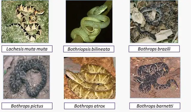 Serpientes utilizadas en el estudio   