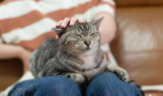  Los gatos suelen llevarse mejor con personalidades tranquilas y calmadas. Foto: Getty Images.<br><br>    