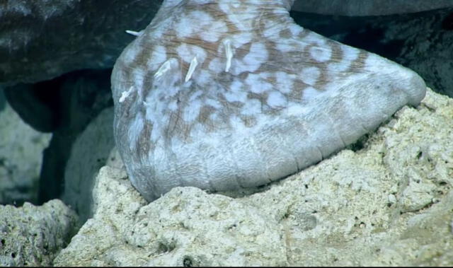 Hallan “pez más feo del planeta”: usa sus aletas para caminar y hace parasitismo sexual [VIDEO] 