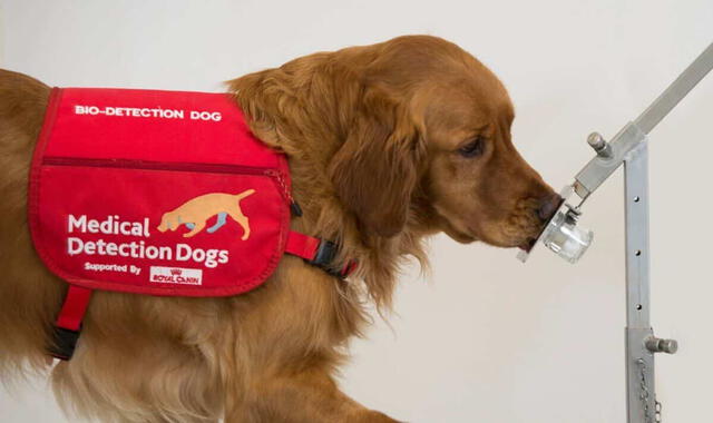  Los perros entrenados fueron capaces de identificar el Parkinson. Foto: Medical Detection Dogs   