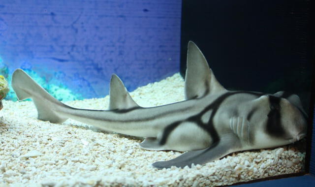 El tiburón de Port Jackson habita la región costera del sur de Australia. Foto: J. Patrick Fischer