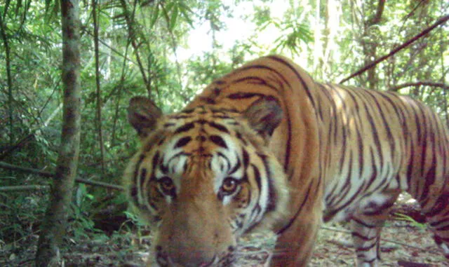 Tailandia: Sorprendentes imágenes de tigres indochinos con sus crías en los bosques 