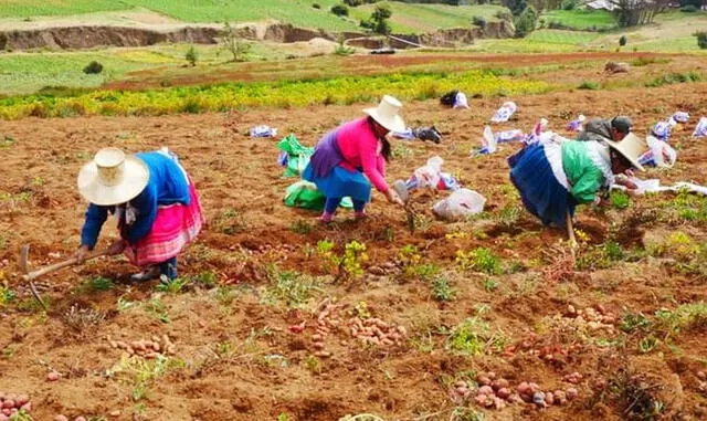 papa agricultura Áncash mujeres Sedir