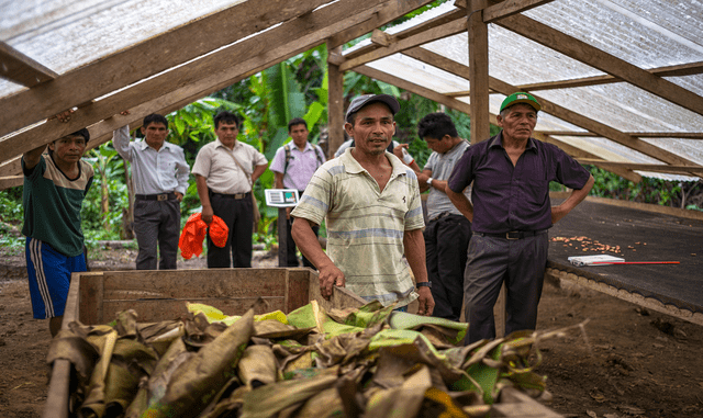 Cacao: regreso a la semilla