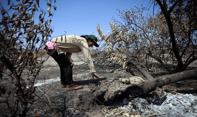 Quién incendia los bosques de Lambayeque
