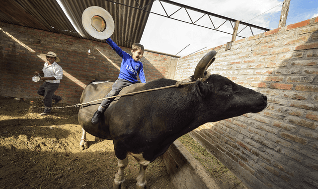 Arequipa, devoción por los toros peleadores