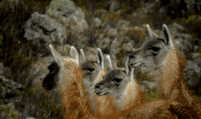 Los últimos guanacos del Perú
