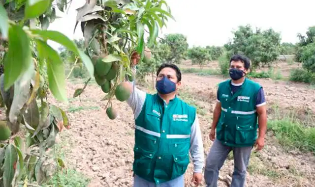 Senasa Mango Lambayeque