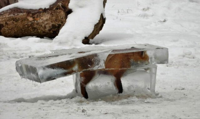 Twitter: hallan un zorro totalmente congelado por el frío de Alemania | FOTOS
