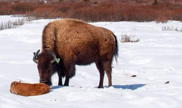 Facebook: Por primera vez en 140 años, nace un bisonte en parque de Canadá [FOTOS]