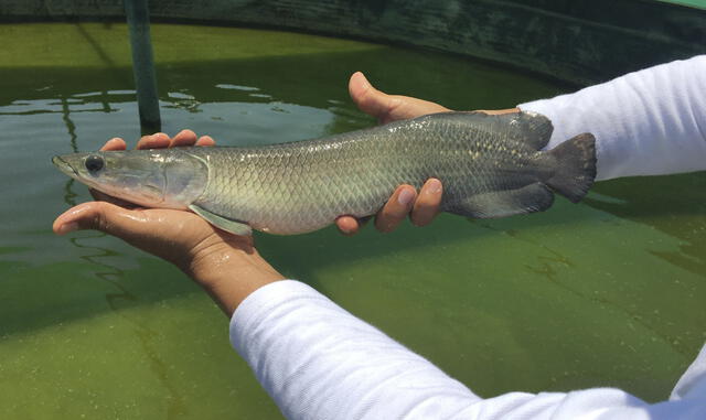 Paiche Lambayeque