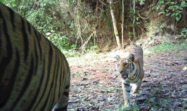 Tailandia: Sorprendentes imágenes de tigres indochinos con sus crías en los bosques 