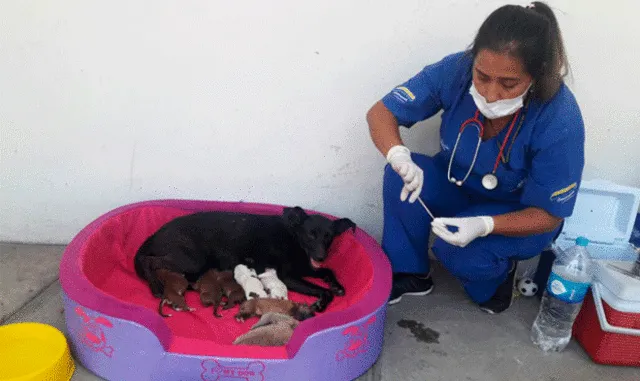Nacen ocho cachorritos en la estación Naranjal del Metropolitano | VIDEOS
