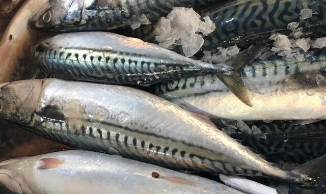 ¿Ya sabes cuáles son los beneficios de consumir pescado? Foto: Pexels