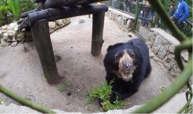 Conoce a los osos andinos de Machu Picchu [VIDEO]