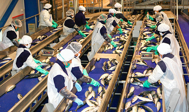 La industria de harina y aceite de pescado es la segunda más grande en el Perú. Foto: USIL   