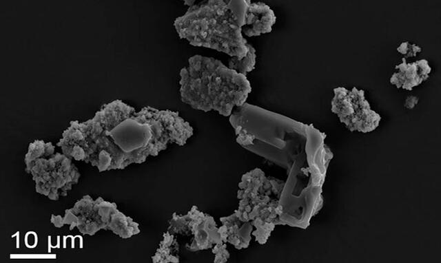 Imagen de los M. sedula habitando fragmentos del meteorito. Foto: Scientific Reports.