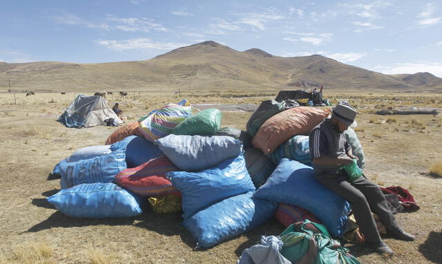 Los productores de chuño llegan a las zonas más gélidas para elaborar el alimento andino. Foto: La República / Carlos Cisneros