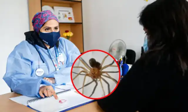 El INS reveló el fallecimiento de un menor en Ucayali a causa de la mordedura de araña. Foto: composición LR/ Minsa El INS reveló el fallecimiento de un menor en Ucayali a causa de la mordedura de araña. Foto: composición LR/ Minsa