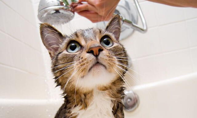 baño en mascota