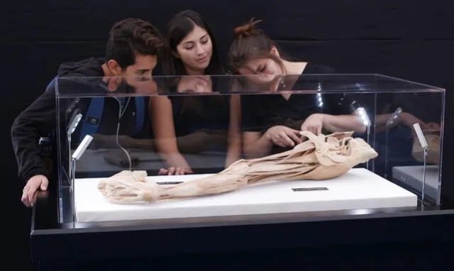 Bodies: Exposición de cuerpos humanos reales llegará por primera vez a Arequipa [FOTOS Y VIDEO]