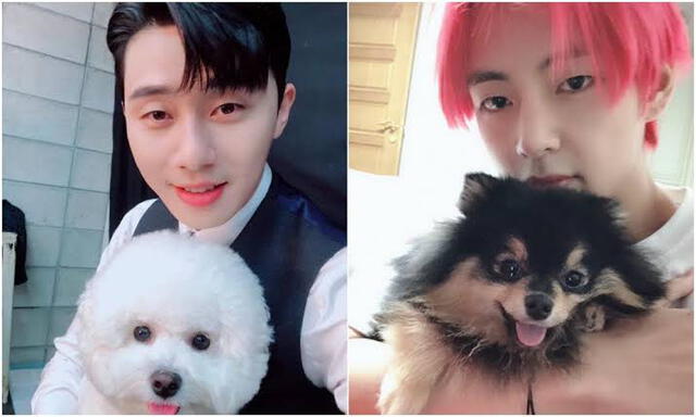 Park Seo Joon y V de BTS acostumbrar pasear juntos a sus mascotas.