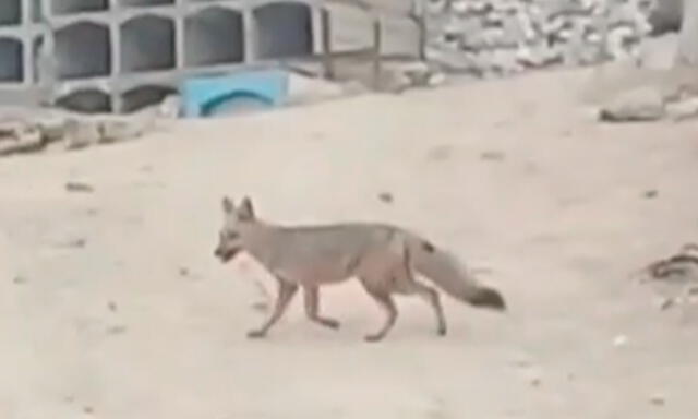 Zorro andino fue captado por los vecinos de la zona. Foto: captura de América TV