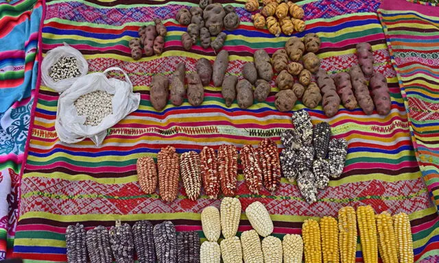 Conservan más de 100 variedades de papas y 12 tipos de maíz. Foto: Minagri.