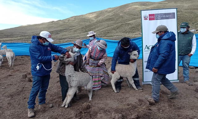 Arequipa: protegerán a 180.000 cabezas de ganado frente a las heladas