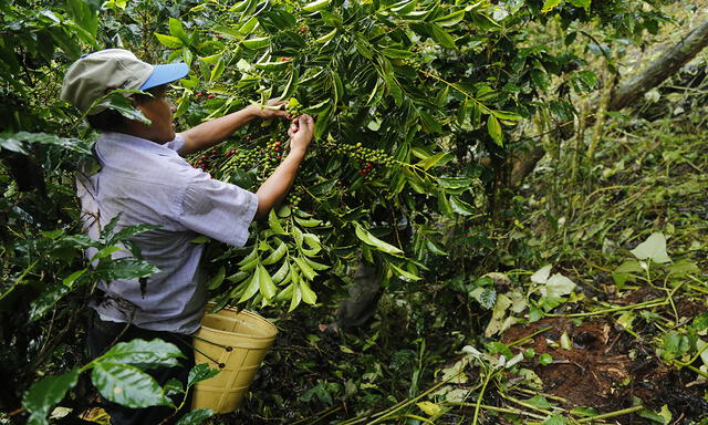 El agricultor Raúl Mamani y la ruta del mejor café del mundo [FOTOS]
