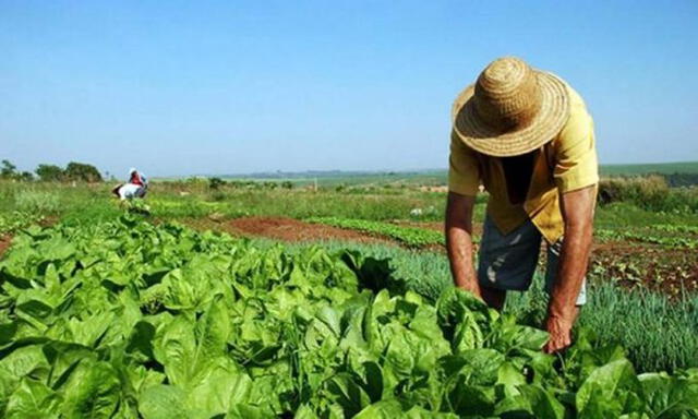Gobierno dispone bono rural a más de un millón de hogares del sector agrícola. Foto: La Abeja.