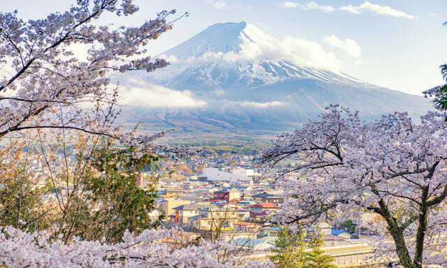 Fujiyoshida Town and Sakura Branches with Fuji Mountain Background