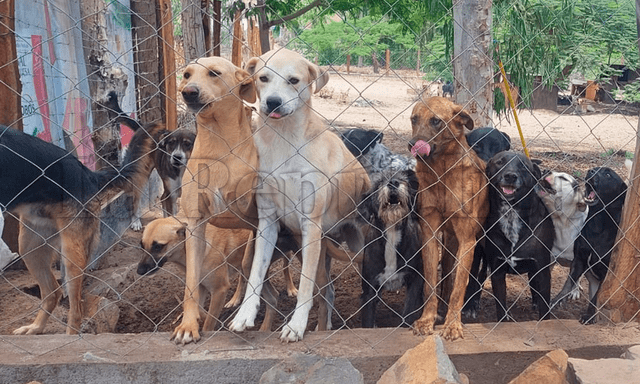 El albergue ALVA rescata diferentes animales en estado de abandono.