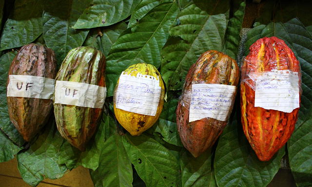 VIII Salón del cacao y chocolate en Lima [FOTOS]