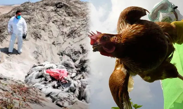 Gripe aviar en Perú