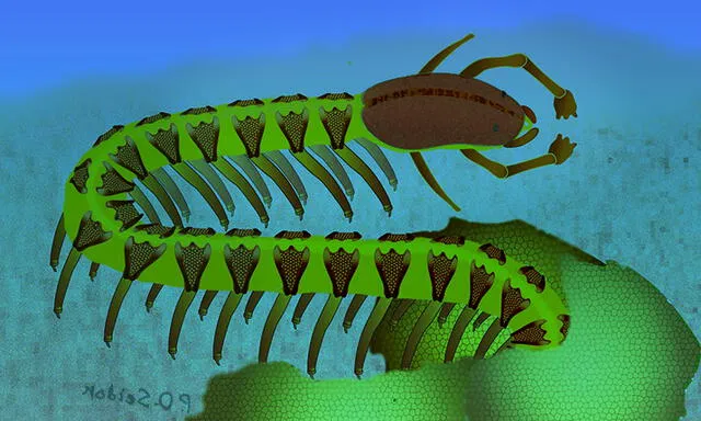 Cardiodictyon catenulum vivió hace más de 500 millones de años, durante el periodo Cámbrico. Foto: Nicholas Strausfeld / Universidad de Arizona