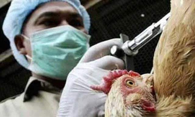 Alerta sanitaria por gripe aviar: ¿qué implica y qué medidas aplicará Senasa?