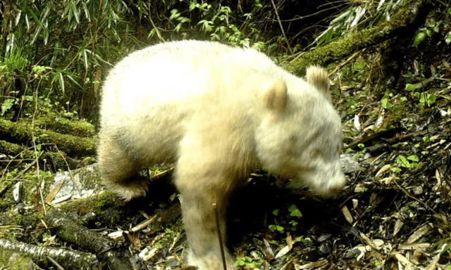  La primera imagen que se capturó del panda albino, cuando era cachorro. Foto: AFP   