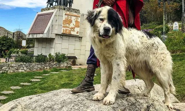 Los perros mucuchíes se destacan por ser muy serviciales y protectores. Foto: Curadas   